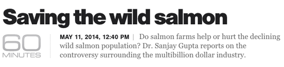 60minutes-saving-wild-salmon