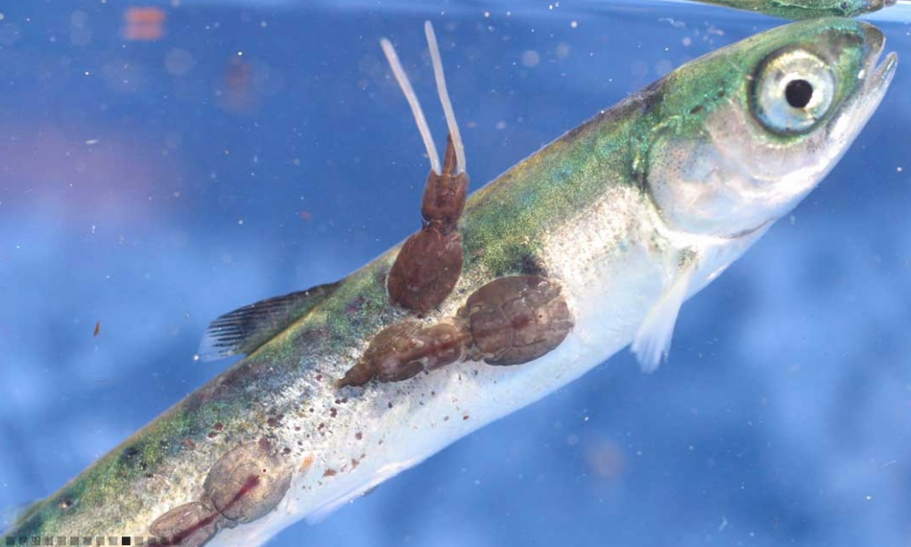 Sea Lice Threats Raincoast Research