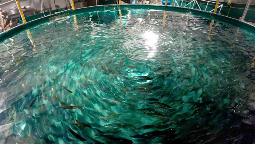 Closed containment fish farm tank. Courtesy of Living Oceans Society.