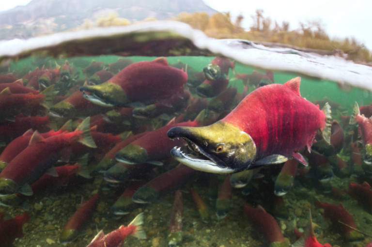 Why restore wild salmon? | Raincoast Research